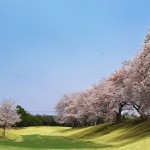 桜の季節Ⅱ