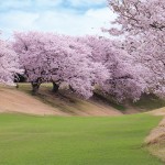 桜の季節Ⅴ